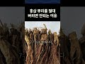 홍삼 몸통과 뿌리의 사포닌 함량 차이 여러분 예상하신 것의 2배나 된다는 사실 아시나요