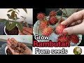 How to grow rambutan from seeds|rambutan fruit|lailarahmansgardening|rambutan seed engane nadam|