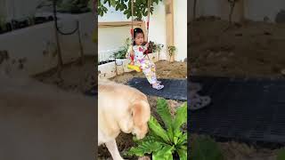 ลาบราดอร์กับเด็ก Labrador and child