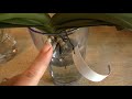 vanda transferring to water culture_week 3