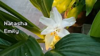 Turmeric Flower last summer -  first bloom (Part 2)