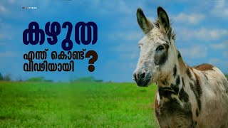 കഴുത എന്ത് കൊണ്ടാണ് വിഡ്ഢിയായത് ? Why donkey is foolish?