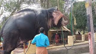 Shoranur Pooram 2022 | Sree Balabhadra Devi Temple | Elephant Preparing for Pooram