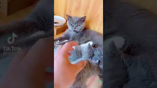 fanny cat 🐈video #shorts #viral #cute #baby #funny (2)