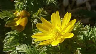 Amur Adonis Plant Profile