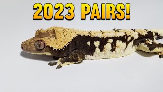 All Of My 2023 Crested Gecko Breeding Pairs!