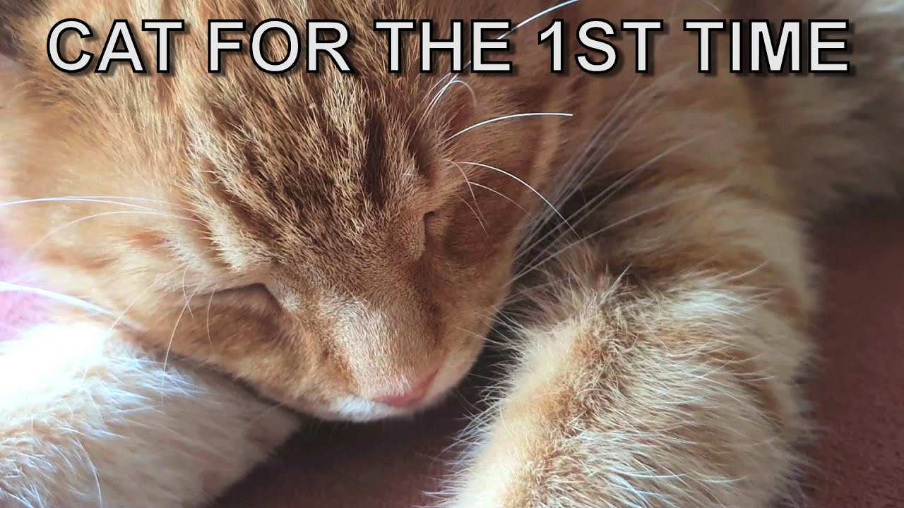 7 things inexperienced cat owners should know