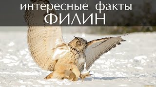 Интересные факты о Филине (Фото и Видео)