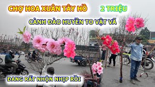 CHỢ HOA XUÂN TÂY HỒ NHỘN NHỊP NGƯỜI BÁN NHỮNG CÀNH ĐÀO HUYỀN TO VẬT VÃ