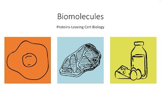 Biomolecules-Part 3 -Proteins-leaving Cert Biology Summary