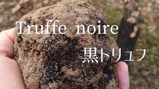 Truffe noire/Black truffle/黒トリュフ