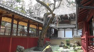 桜咲く頃・京都洛西・十輪寺 Jurin-Ji in Kyoto w/Cherry Blossoms 2016-4-6