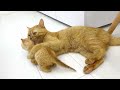 Kittens fighting - mother cat punishes her kittens