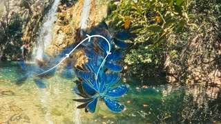 Stunning Slow Motion Dragonfly Wings