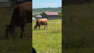 #ძროხები🐄🐄🐄#the sound of cows 🇬🇪#travelvlog #travel #animals #village #lifestyle