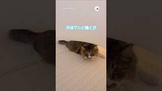 猫はなんと鳴く？｜PECO #猫の鳴き声 #保護猫 #愛猫家 #保護猫のいる暮らし #meowingcat #rescuedcat #catlover #rescuedcatlife