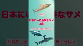 日本にいる危険なサメ紹介　対処法、悲しい雑学もあるよ　#サメ #サメに襲われる #危険生物 #シャーク #襲われる#海 #海洋 #地球温暖化 #環境問題 #カメゴラス#生き物#雑学