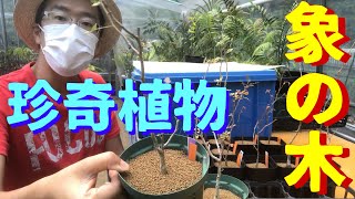 【珍奇植物】象の木植替え　象の木は難しいぞう～