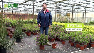 Le POLYGALA, un arbuste à la floraison généreuse🌸PLANTATION et ENTRETIEN