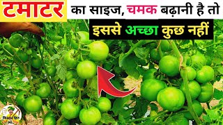 टमाटर में सब डाल लिया है तो एक बार इसे डालकर देखो / Tamatar me fal ka size kaise badhaye /NPK0:0:50