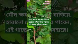 যৌন ক্ষমতা বহুগুণ বাড়িয়ে দিয়ে, হারানো যৌবন ফিরিয়ে দেবে এই গাছ। সাদা লজ্জাবতী গাছের আলৌকিক ক্ষমতা