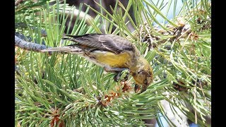 Red crossbill (Loxia curvirostra)  Σταυρομύτης - Troodos - Cyprus