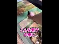 腹ペコすぎるリクガメの末路