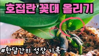 식물초보의 호접란 꽃대 올리기 성공기 | 한달동안의 성장 기록