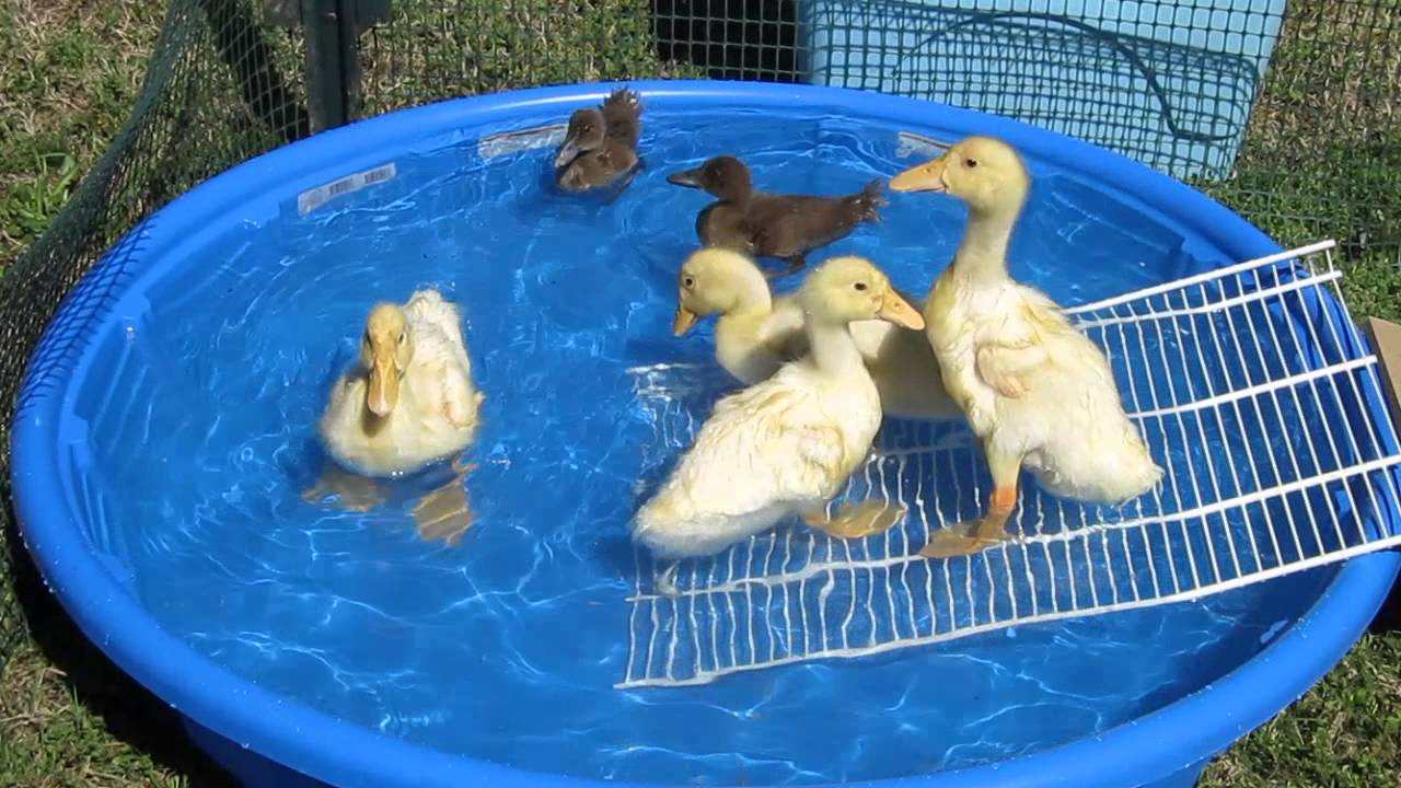 Baby Ducks First Swim Youtube