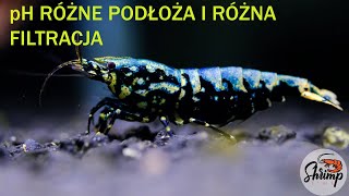 Krewetki akwariowe - Jakie podłoże wybrać? pH w krewetkarium