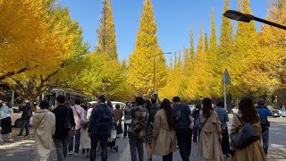 【4K】Ginkgo Tree-Lined Street,Tokyo Gaienmae. 東京 外苑前 銀杏並木通り