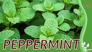 Everything About PEPPERMINT Herb in 1 Minute (History, Growing, Nutrition, Companion Planting!)