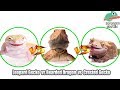 Crested Gecko vs Leopard Gecko vs Bearded Dragon - Karşılaştırma