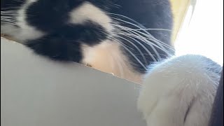 歌とおはなしでねんねするハチワレ猫😸tuxedo-catざきお【猫動画】