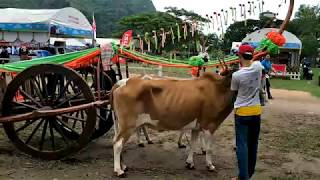 หาดูได้ยาก...เขาเอาวัวเทียมเกวียน..อย่างนี้นี่เอง Carts in Thailand