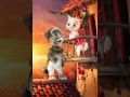 Tom Loves Angela ( Iuliana Beregoi - Vina mea)