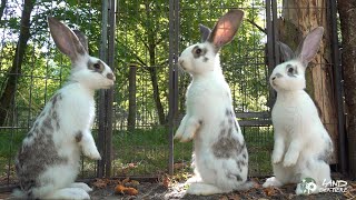 Die Osterkinder: Kaninchen wollen hüpfen! 🐇 ❤