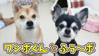 柴犬の”ワンポくん”と、チワワの”ふぅ～ポさん” 【ひみつきちなう！②】2019年4月28日