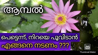 #ആമ്പൽ: ഒരു പാട് പൂക്കൾ പെട്ടെന്ന് ഉണ്ടാകാൻ എങ്ങനെ നടണം#waterlily_planting method for more flowers