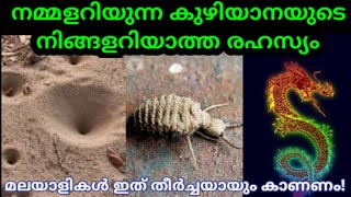 കുഴിയാനയുടെ  വിശ്വരൂപം ഇതാണ്|Antlion malayalm|SVS ennum eppozhum evideyum