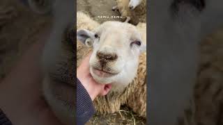 ねむねむ？【六甲山牧場】ナデナデで撃沈!? Cute Sheep #shorts #ひつじ #六甲山牧場