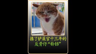 一只坚持不懈揍了铲屎官十三年的橘喵“铃铛”，纯纯的反骨仔 #橘猫 #反骨猫 #小猫咪的爪子能有多欠