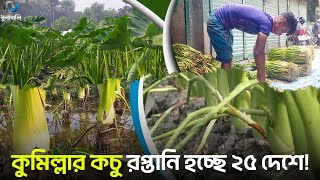 কচু চাষ করে ভাগ্যবদল কুমিল্লার বড়ুয়া উপজেলার মানুষের!। Dhulabali - ধুলাবালি