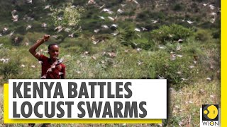 Locust swarms ravage crops in Kenya | Can worsen food crisis | World News