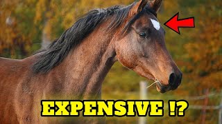 You will be SURPRISED how much does a thoroughbred horse cost