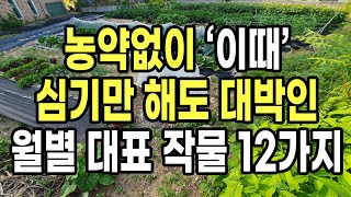 농약없이 이때 심기만 해도 대박인 월별 대표 작물 12가지