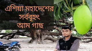 এশিয়া মহাদেশের সর্ববৃহৎ আম গাছ || Big Mango Tree, Baliadangi, Thakurgaon