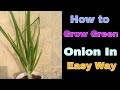 How To Grow Green Onion In Easy Way At Home||pigeon wild #naturallifecb #shorts #onion #plantgrowth