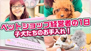 【ペットショップ経営者のVLOG】仔犬たちのお手入れ｜可愛すぎる｜飼育放棄を無くす｜犬の出産のその後｜しつけ｜仔犬｜経営者｜殺処分ゼロ