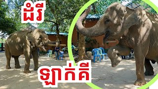 ឡាក់គី ជាដំរី ដ៏ឆ្លាតមួយក្បាល នៅភ្នំតាម៉ៅ។